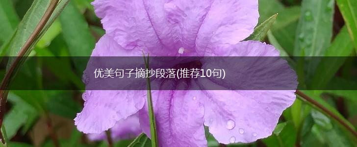 优美句子摘抄段落(推荐10句),第1张