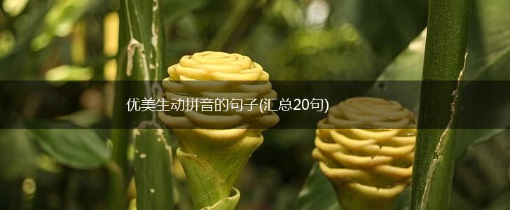 优美生动拼音的句子(汇总20句),第1张
