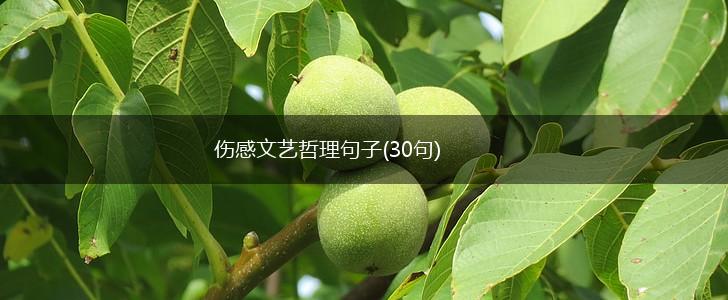 伤感文艺哲理句子(30句),第1张
