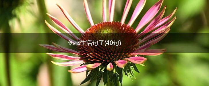 伤感生活句子(40句),第1张