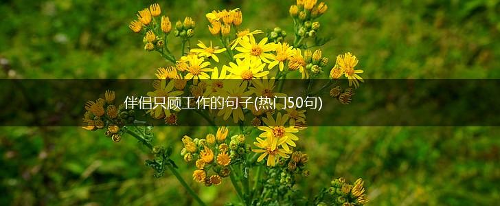 伴侣只顾工作的句子(热门50句),第1张