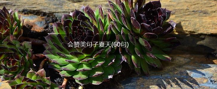 会赞美句子夏天(60句),第1张