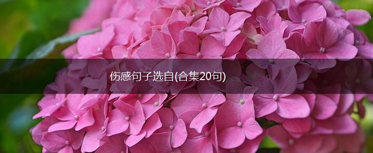 伤感句子选自(合集20句),第1张